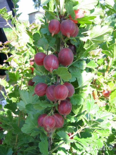 Саженцы крыжовника Краснославянский