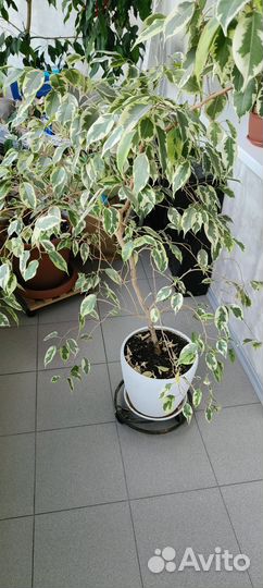 Фикус бенджамина большой