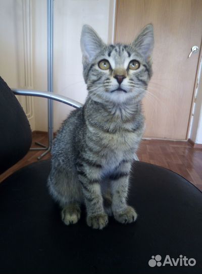 Котенок девочка