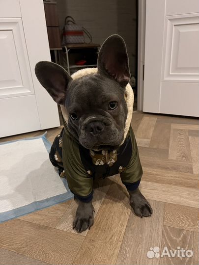 Одежда для средних собак