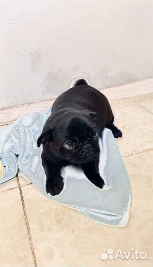 Щенок мопса девочка