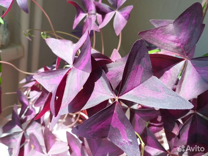 Кислица оксалис фиолетовый