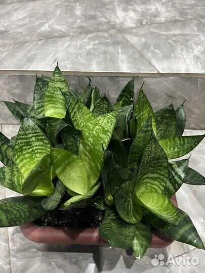 Комнатные растения