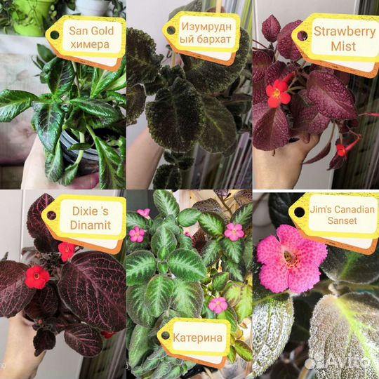 Эпишечки Цветы