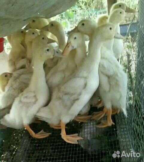 Утка подрощенная