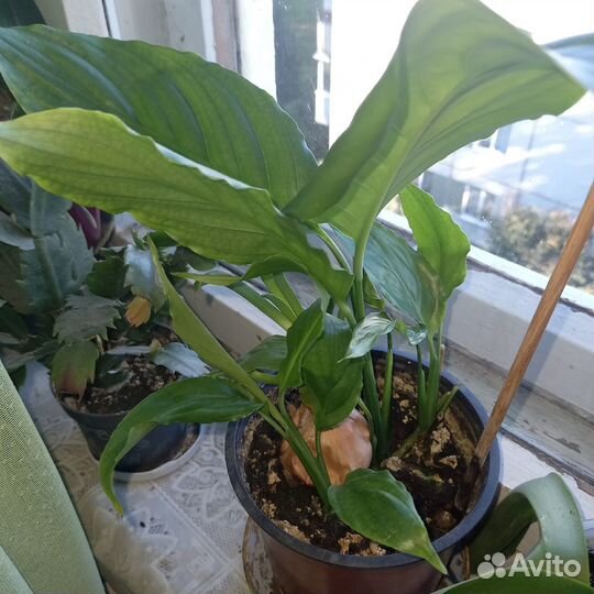 Детки цветка «женское счастье» (спатифиллум)