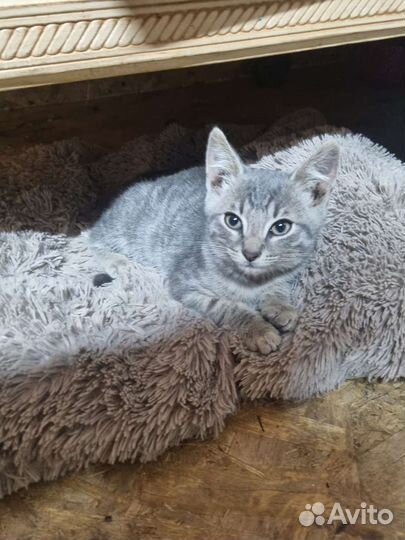 Котенок в дар