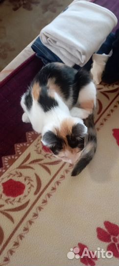 Трехцветный котенок девочка