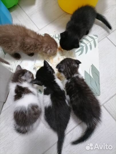 Котята британцы