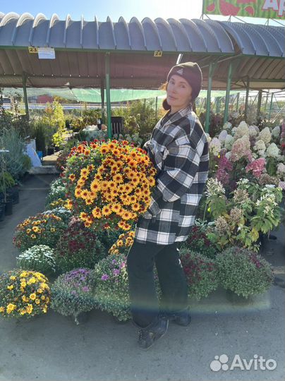 Хризантема