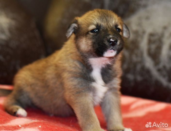 Щенок в добрые руки