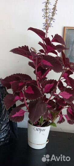 Фиалка, петуния, бархатное растение