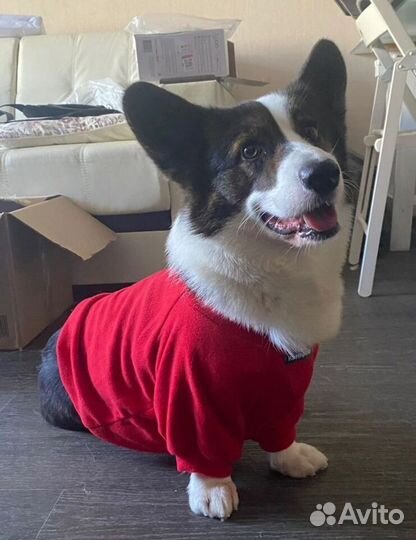 Свитшот для собак средних пород. Размер 40