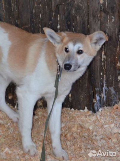 Щенки-подростки мальчики