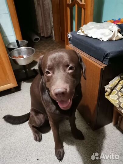 Кобель лабрадора вязка