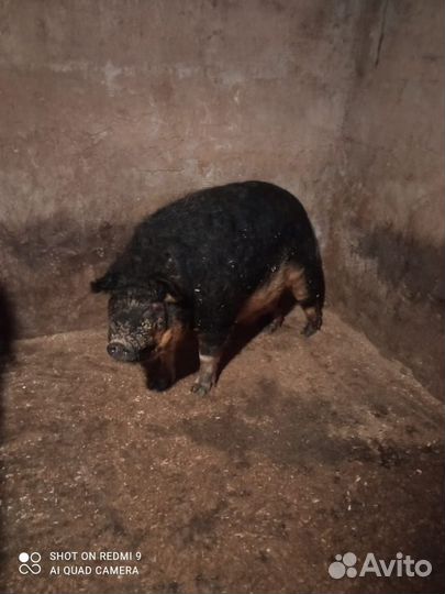 Мангалица хряк