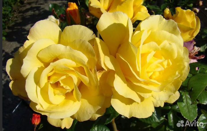 Роза канадская