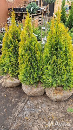 Туя Голден Смарагд