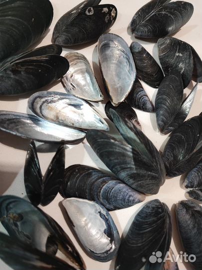 Раковины мидии