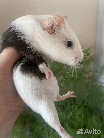 Морские свинки