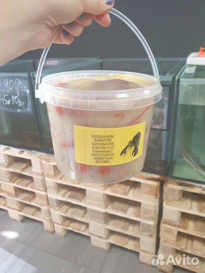 Живые раки с доставкой