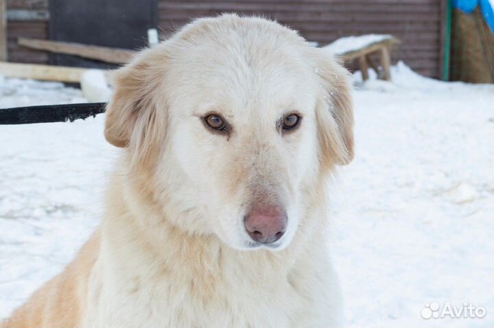 Красивая собачка ищет дом в добрые руки