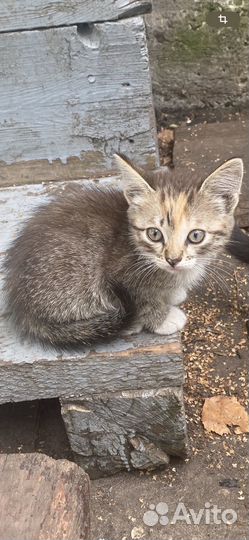 Пушистые котята