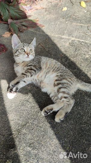 Отдам котят в добрые руки