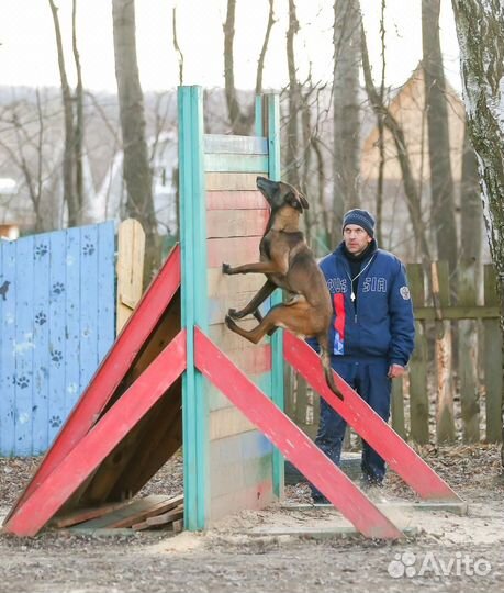 Дрессировка и воспитание собак