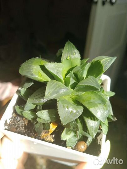 Хавортия Ретуза