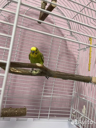 Волнистый попугай с клеткой