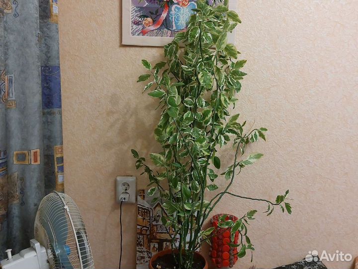 Педилантус