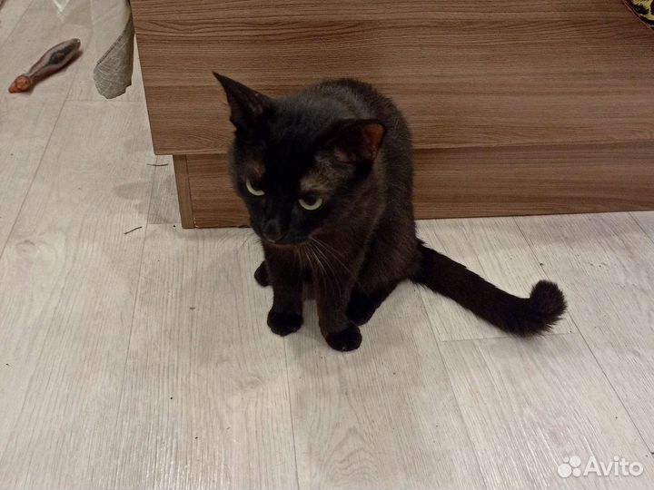 Бомбейский кот