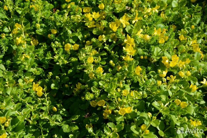 Почвопокровные растения