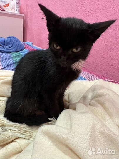 Котенок черный