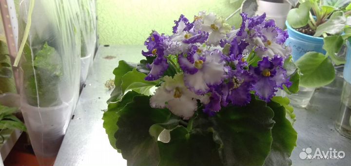 Продам фиалки