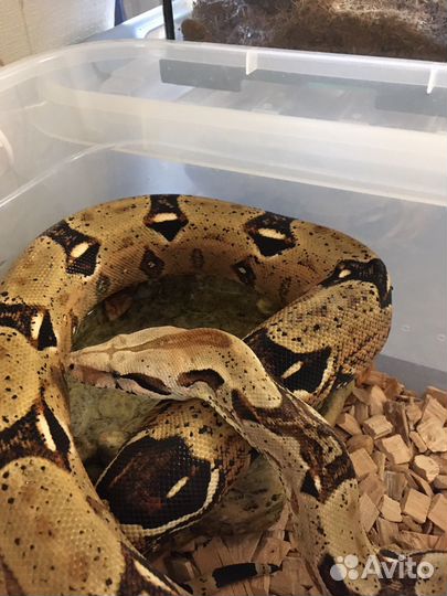 Императорский удав (змея)