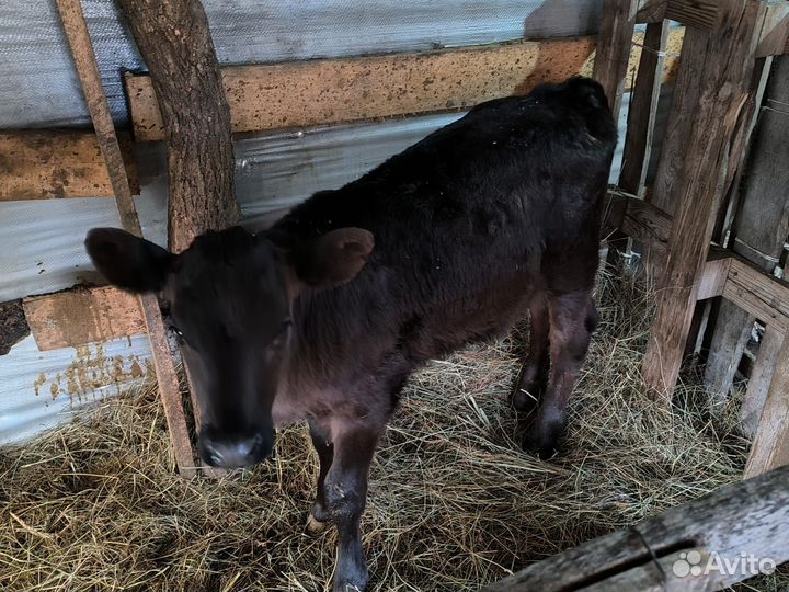 Телочки от молочных коров