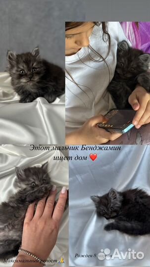 Отдам котиков в добрые руки