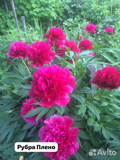 Пионы разные