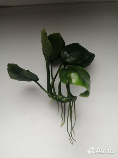 Аквариумное растение анубиас