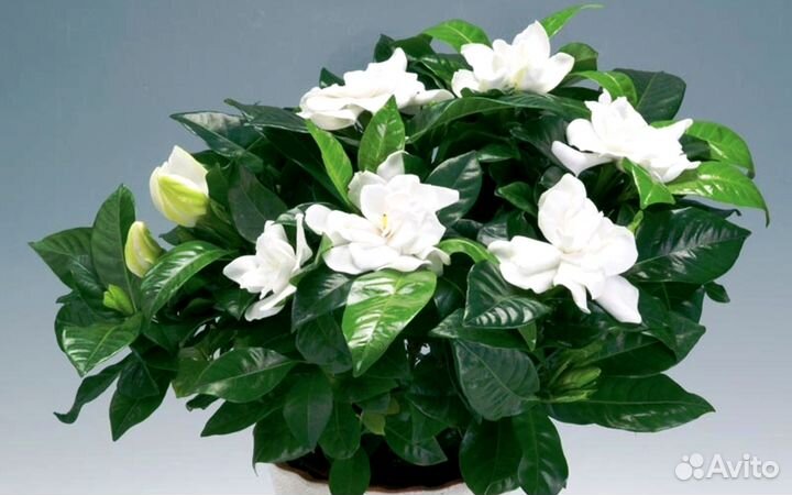 Гардения жасминовидная