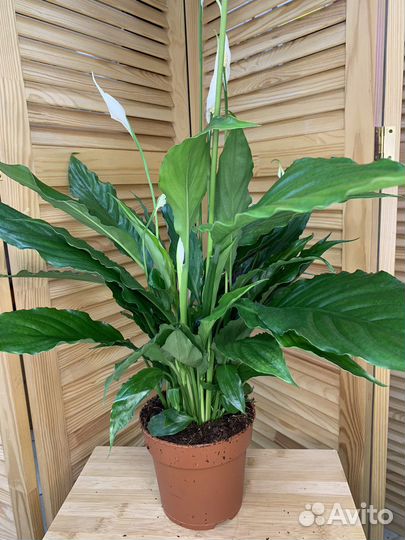 Спатифиллум