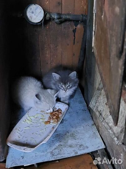 Брошенные котята