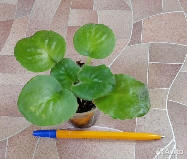 Фиалка, стрептокаппус