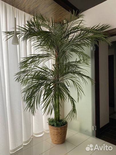 Искусственные растения для декора