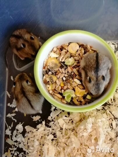 Джунгарский хомяк