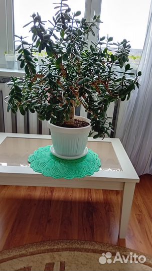 Домашние растения