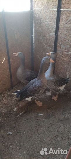 Гуси, утки, индюки