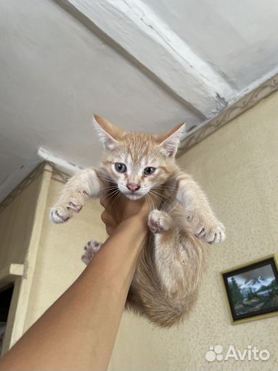 Котята